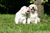 GOLDEN RETRIEVER 1067